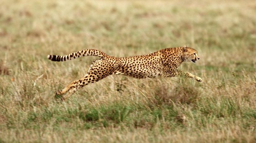 Running Cheetah