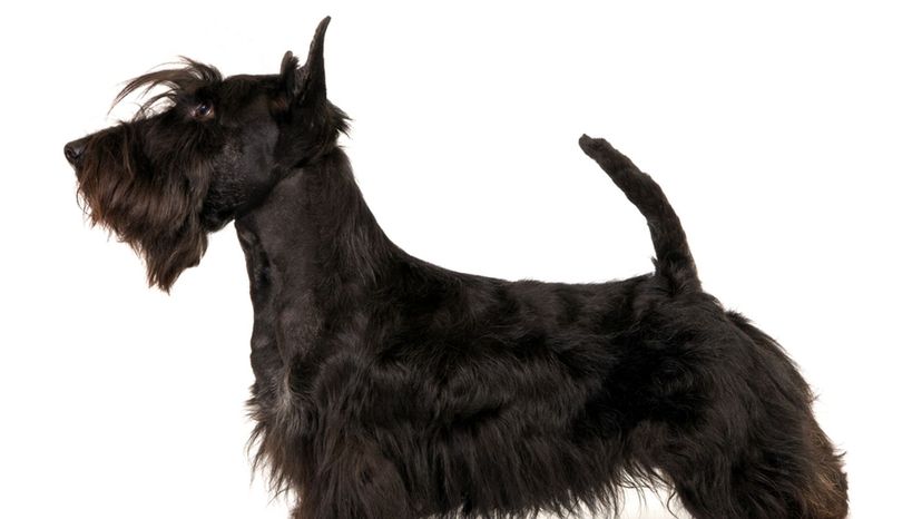 Scottish terrier