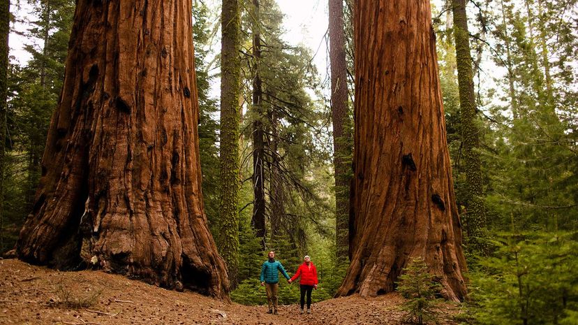 5 sequoia national park