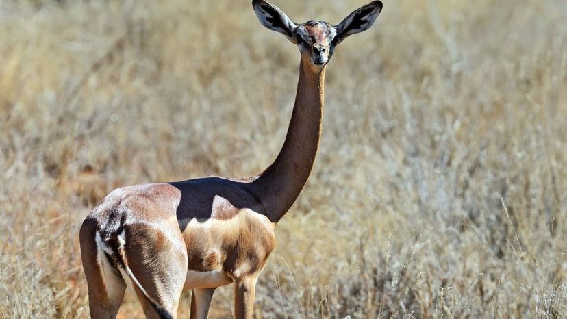 Gerenuk