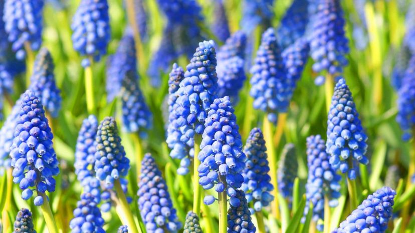 Grape hyacinths