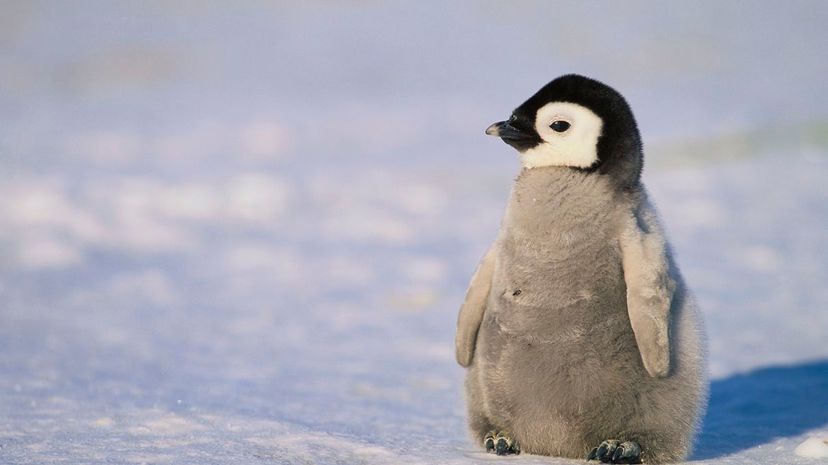 Penguin