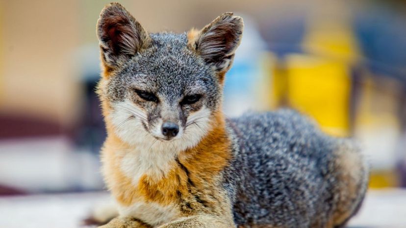 Island Fox