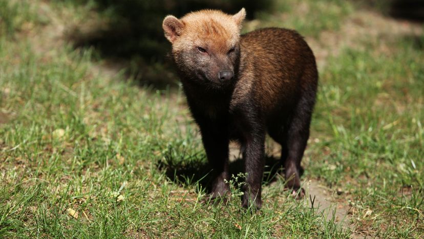 Bush Dog