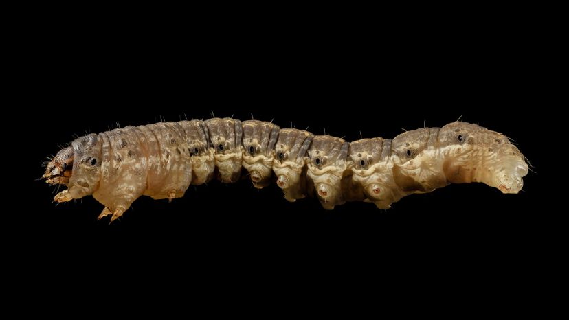 Cutworm
