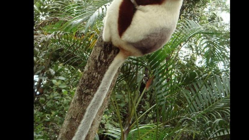 sifaka Lemur