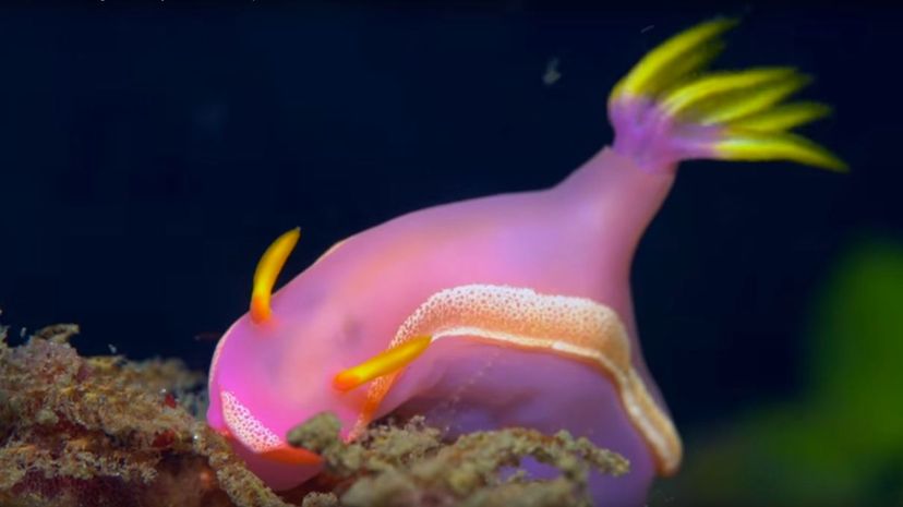 11 deep sea slug
