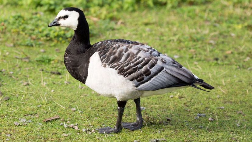 Barnacle Goose