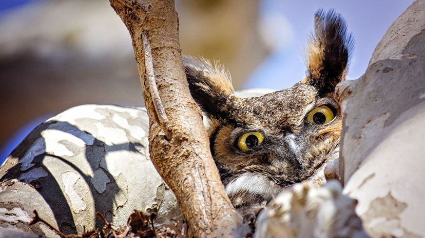 Great horned owl