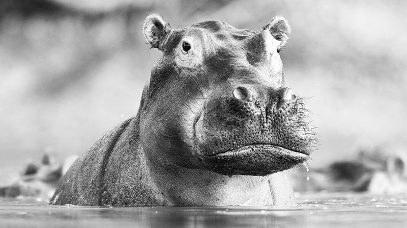 Hippopotamus