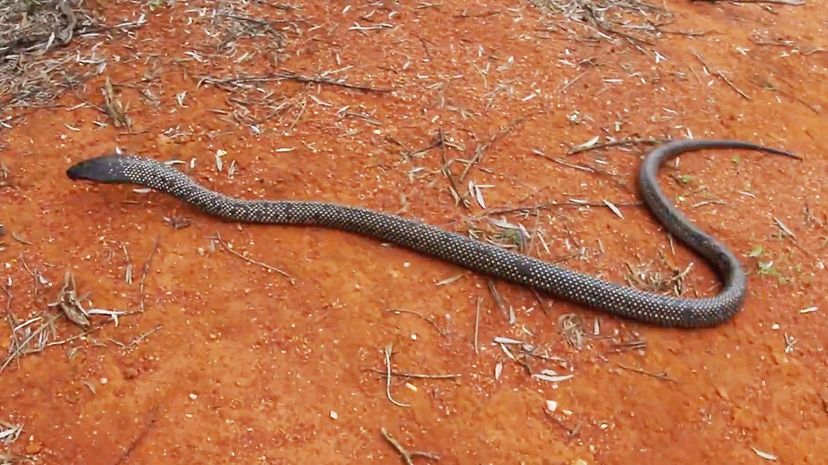 Spotted mulga snake