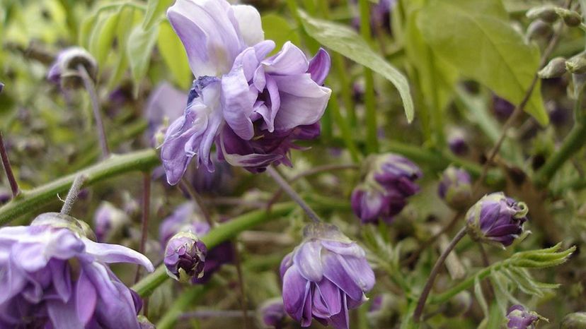 Wisteria (wisteria sinensis)