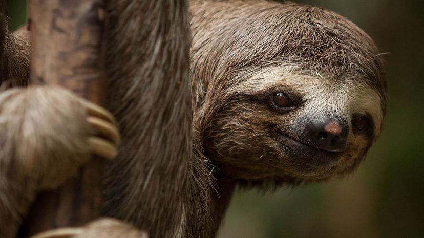 Sloth