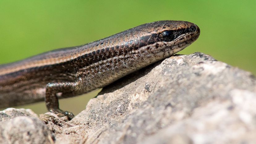 Skink