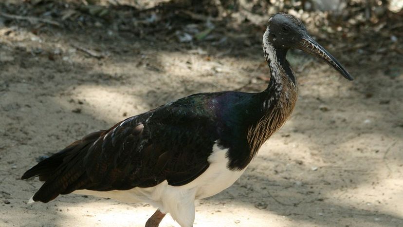 Straw necked ibis