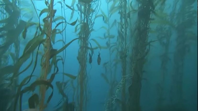 Giant kelp