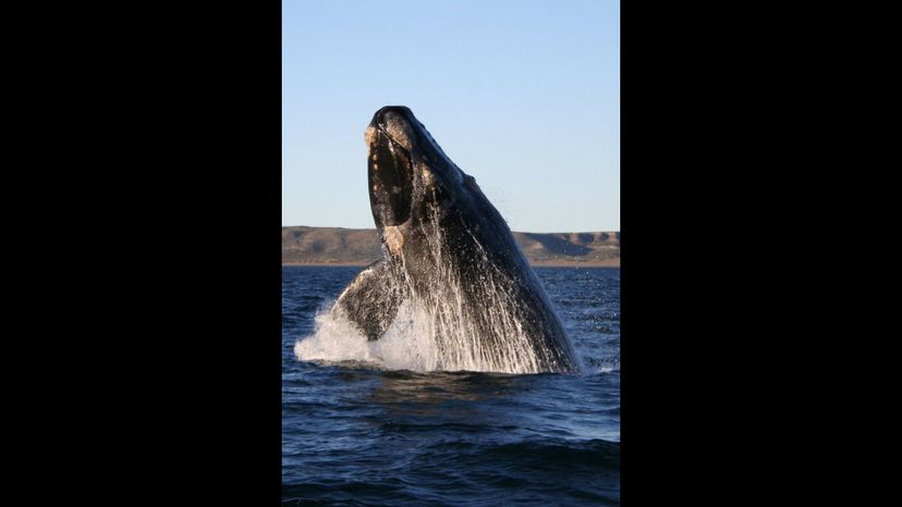 Southern right whale