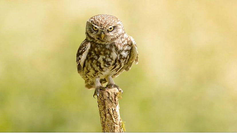 Little Owl