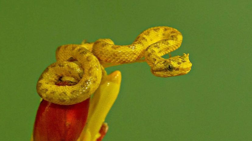 Eyelash viper