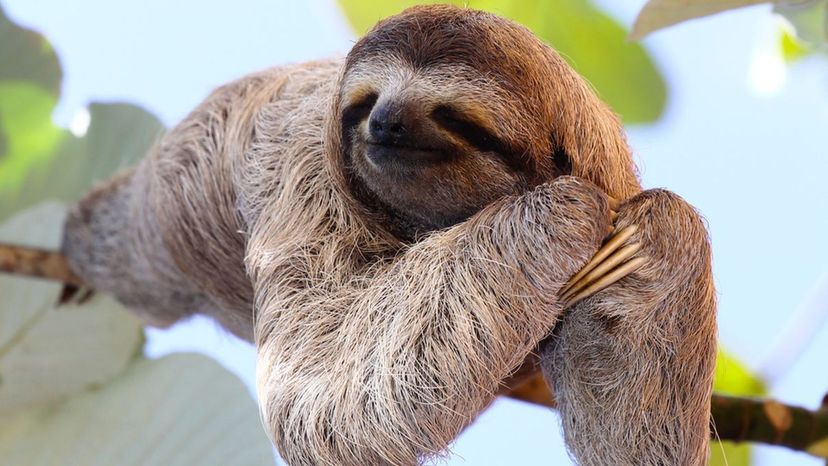 How Much of a Sloth Are You?