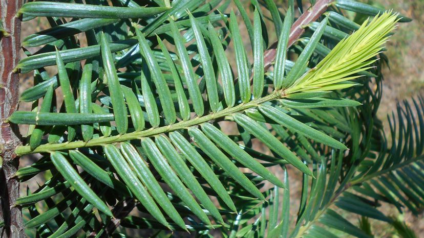 6 Torreya_californica_2017-05-23_0759
