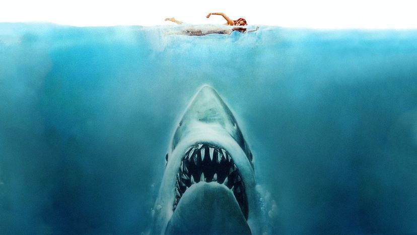 Which Shark Movie should You See?