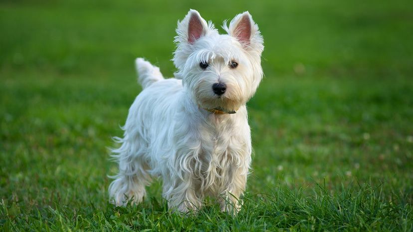 14 West Highland White Terrier