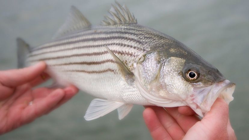 Striped bass