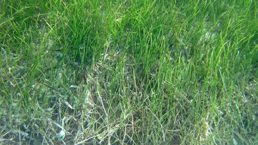 Manatee seagrass