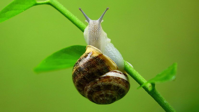 Snail