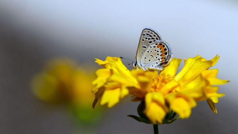 Dotted Blue