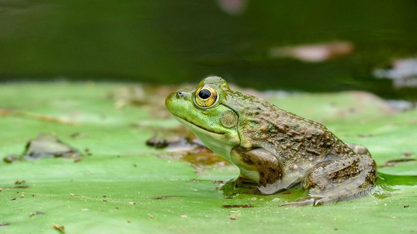 36-American Bullfrog