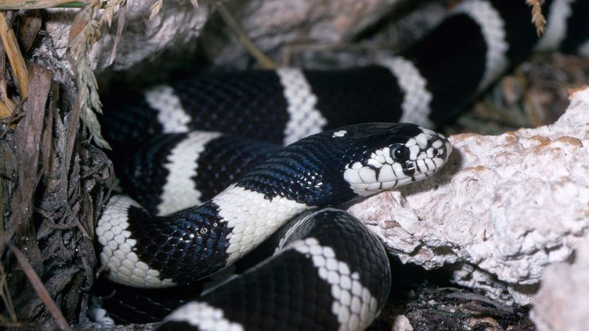 California Kingsnake