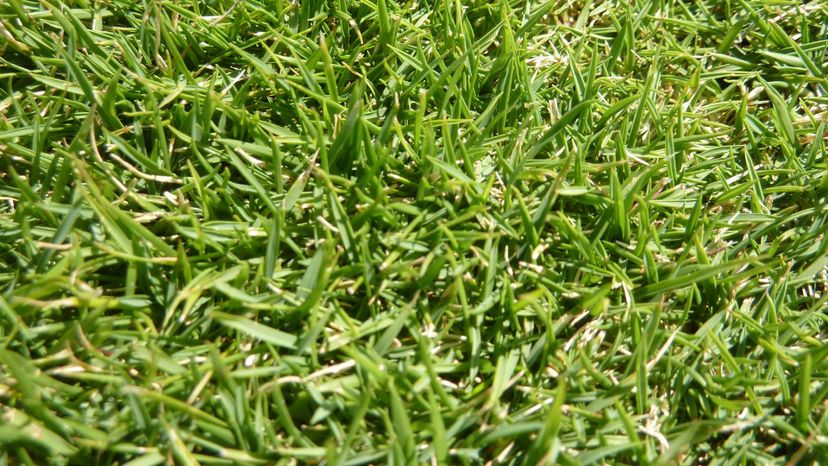 Zoysia grass