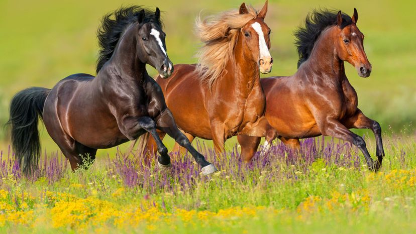 Can You Guess These Horse Breeds in this Hidden Picture Game?