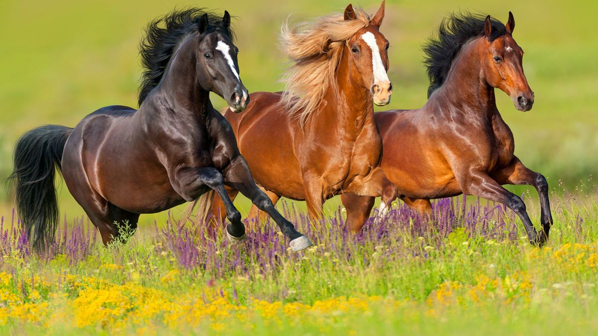 Can You Guess These Horse Breeds in this Hidden Picture Game