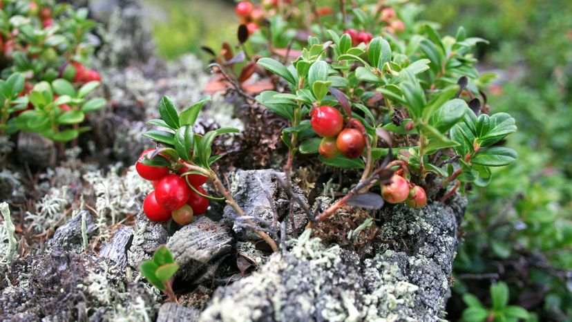 Red Fruit Bearberry