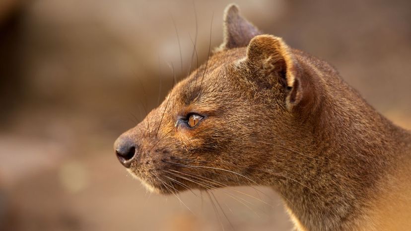 Fossa