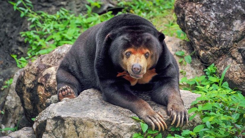 Asian Sun Bear