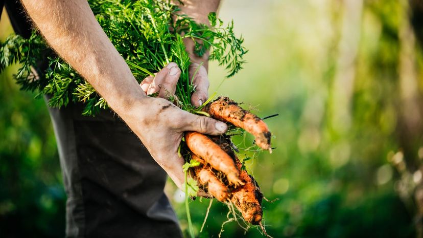 Question 10 - vegetables garden