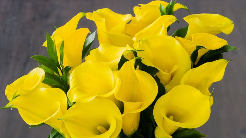 Calla lily