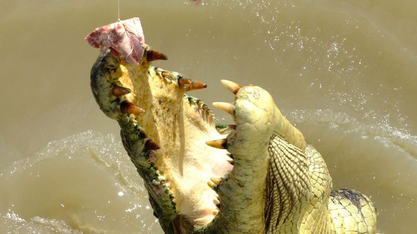 Q 07 Crocodile Alligator Food