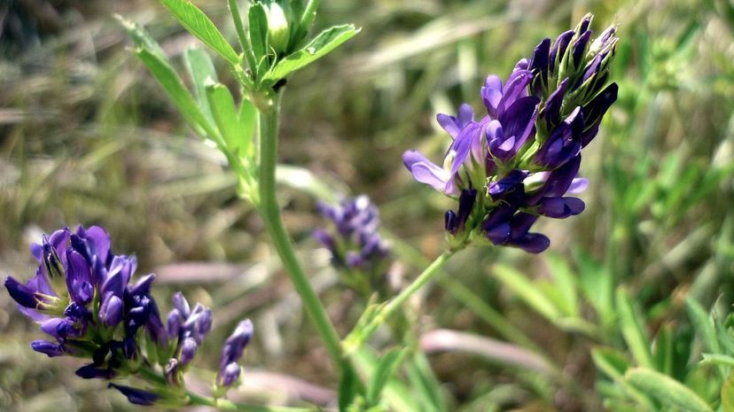 Alfalfa Flowers