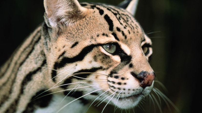 Ocelot