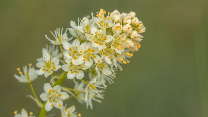 Death Camas