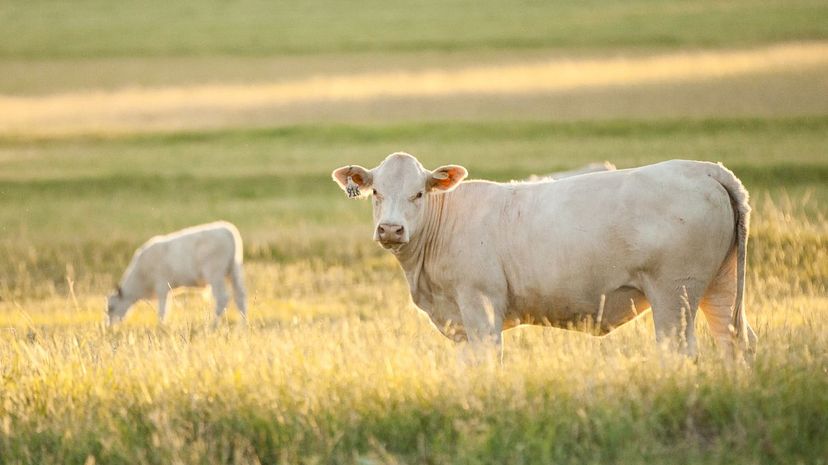 Charolais