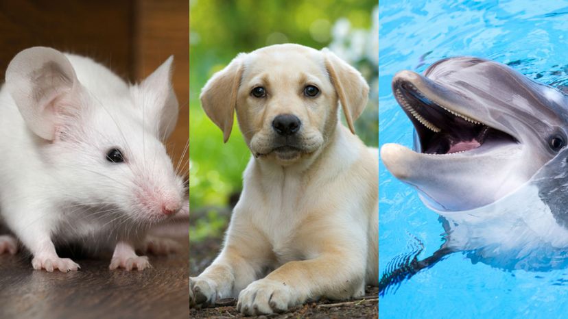 Can We Guess Your Spirit Animal from This Word Association Test?