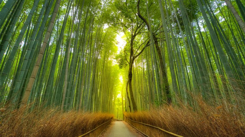 Sagano Bamboo Forest