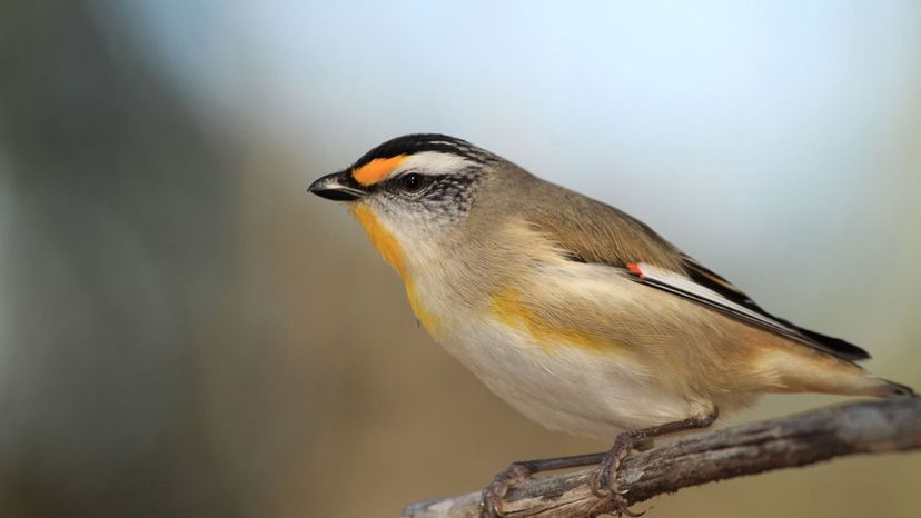 Pardalote