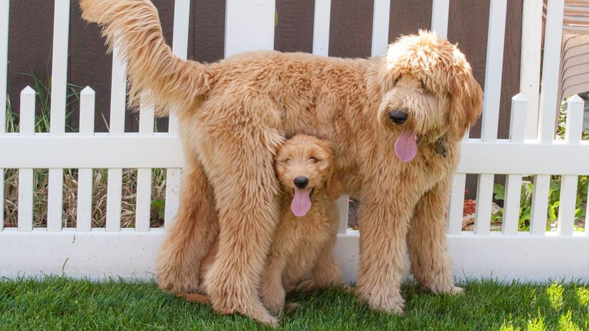 Goldendoodle